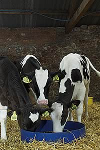 HOLSTEIN CALVES